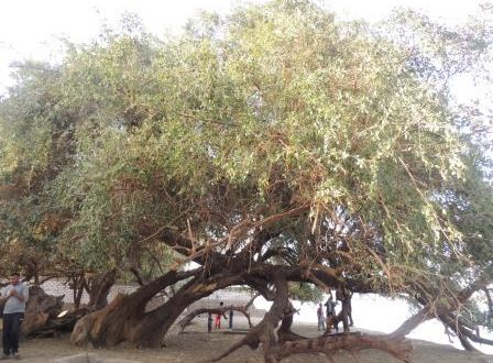 شجرة الشيخ