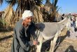 قصاص الماشية في نجع حمادي