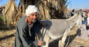 قصاص الماشية في نجع حمادي
