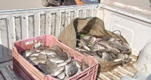 ضبط كميات من الأسماك غير الصالحة في فرشوط