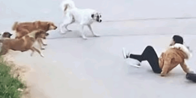 أرشيفية
