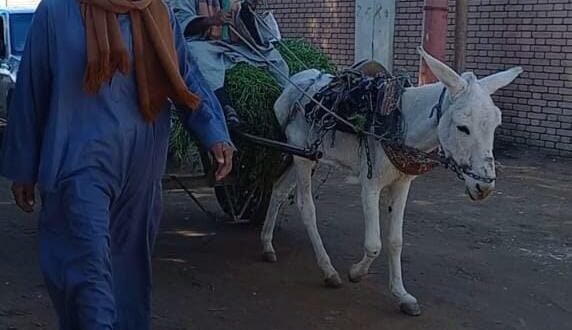 مسن بعربة كارو يمر أمام موكب وزيرة التنمية المحلية في قنا