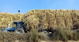 مقطورة قصب_أرشيفية