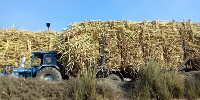 مقطورة قصب_أرشيفية