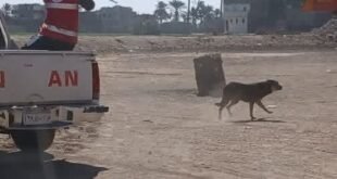 تحصين 37 كلبًا ضالًا في قنا