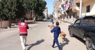 تحصين 38 كلبًا ضالًا بقنا