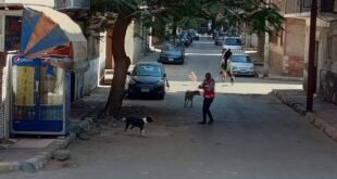 تحصين 86 كلبًا ضالًا بقنا