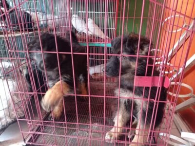 الحيوانات الأليفة نجع حمادي