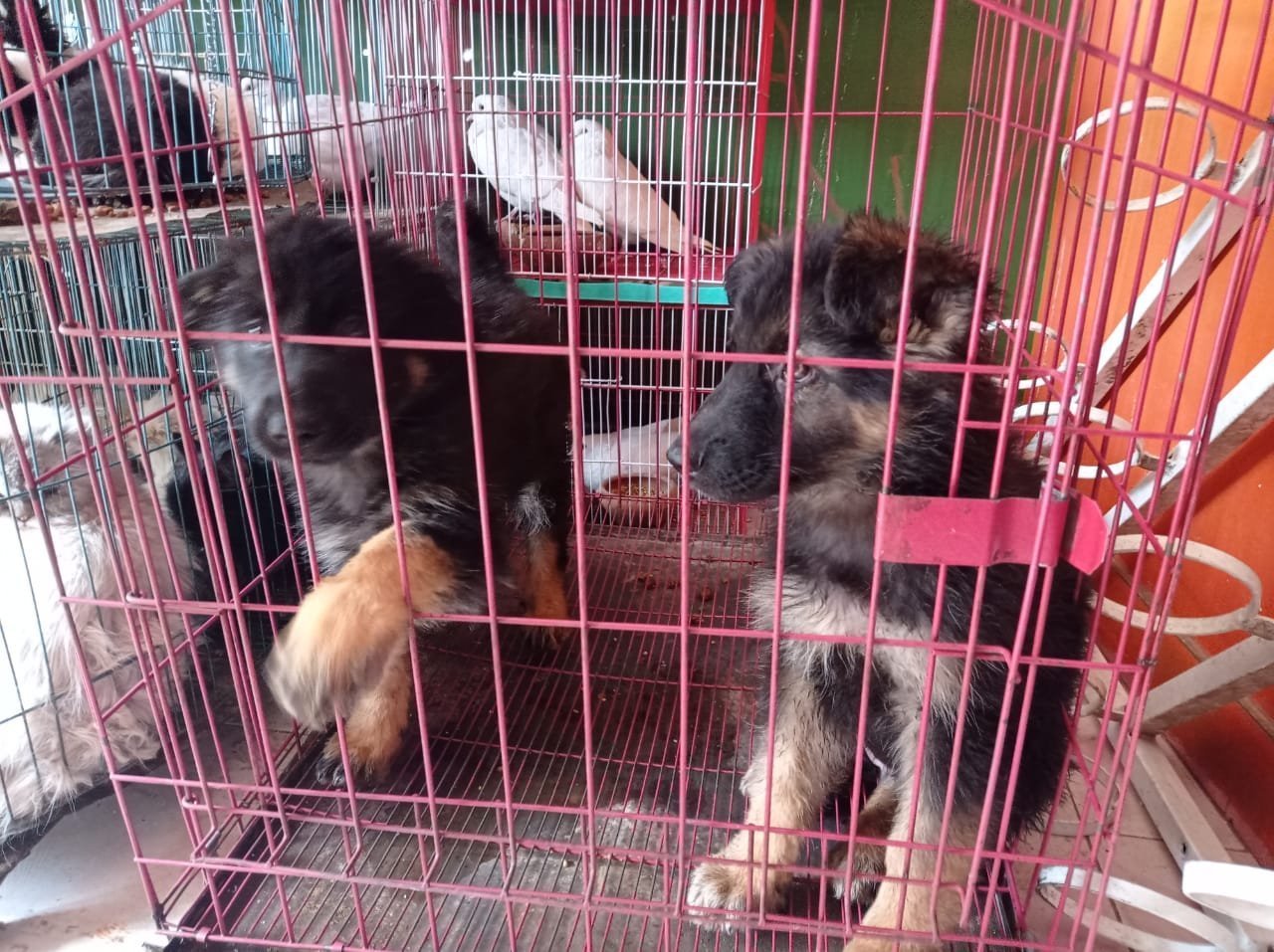 الحيوانات الأليفة نجع حمادي