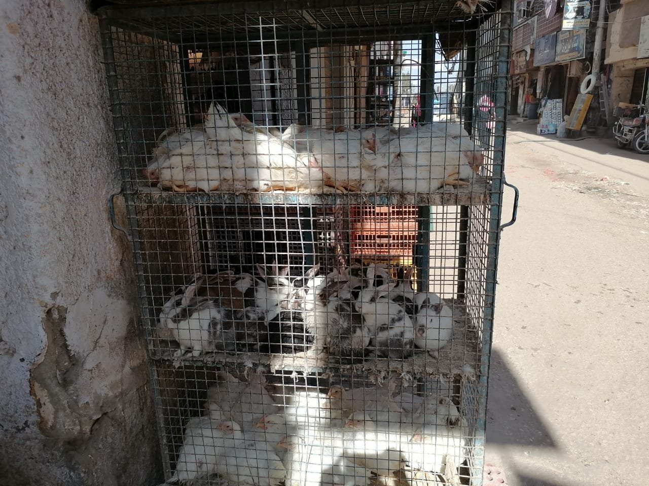 أسعار الدواجن والطيور