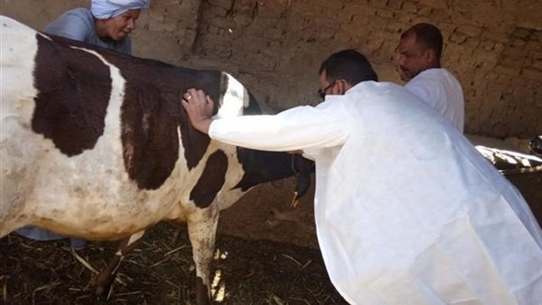 تحصين الماشية في قنا الجلد العقدي