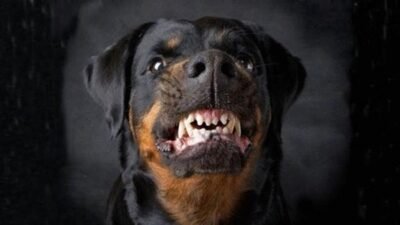 مزرعة لتربية الكلاب