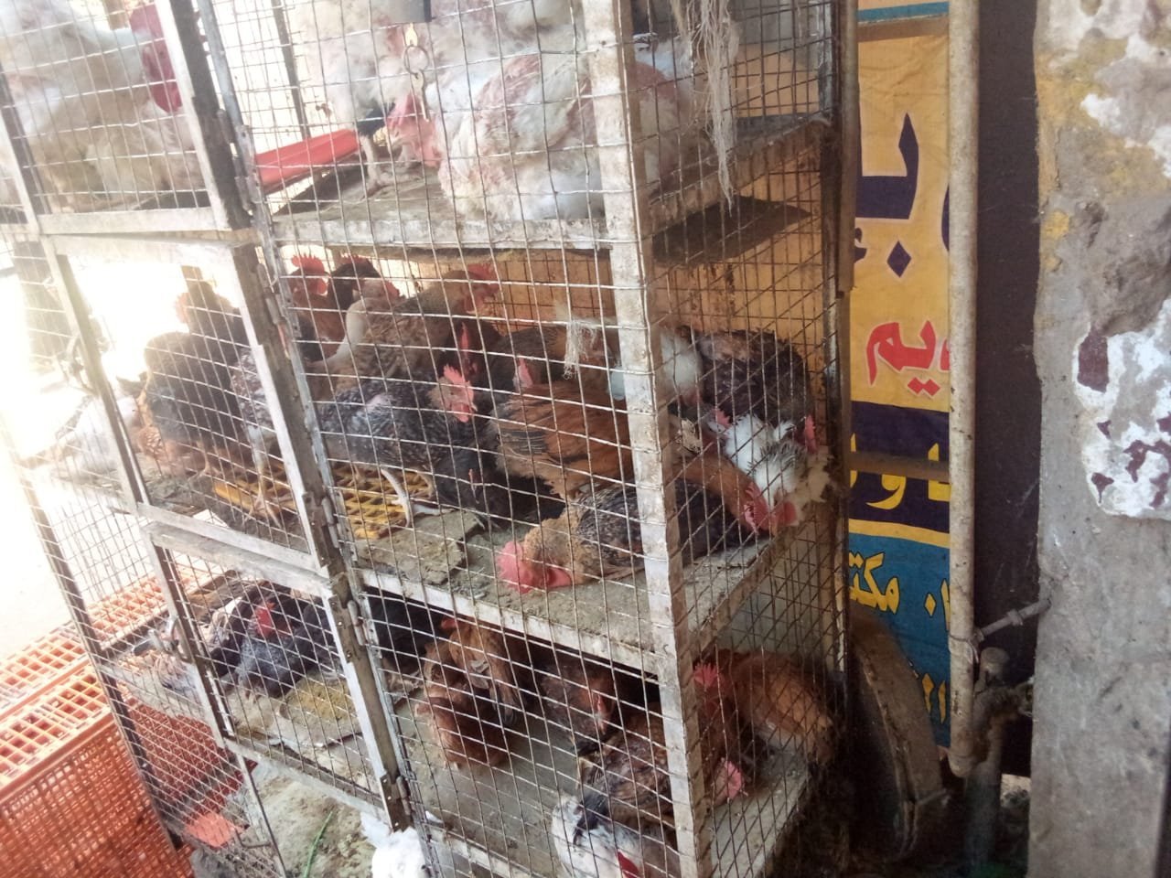 الدواجن والطيور