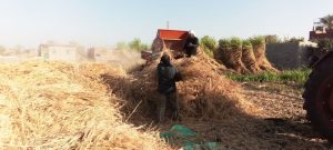 حصاد القمح في أبوتشت