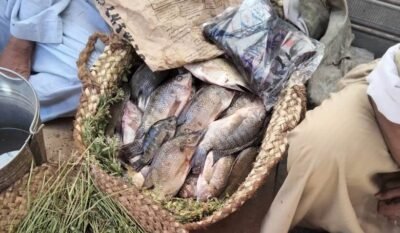 أسعار الأسماك