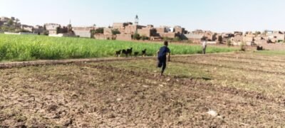 رعاة الأغنام في أبوتشت