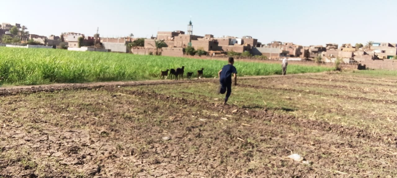 رعاة الأغنام في أبوتشت