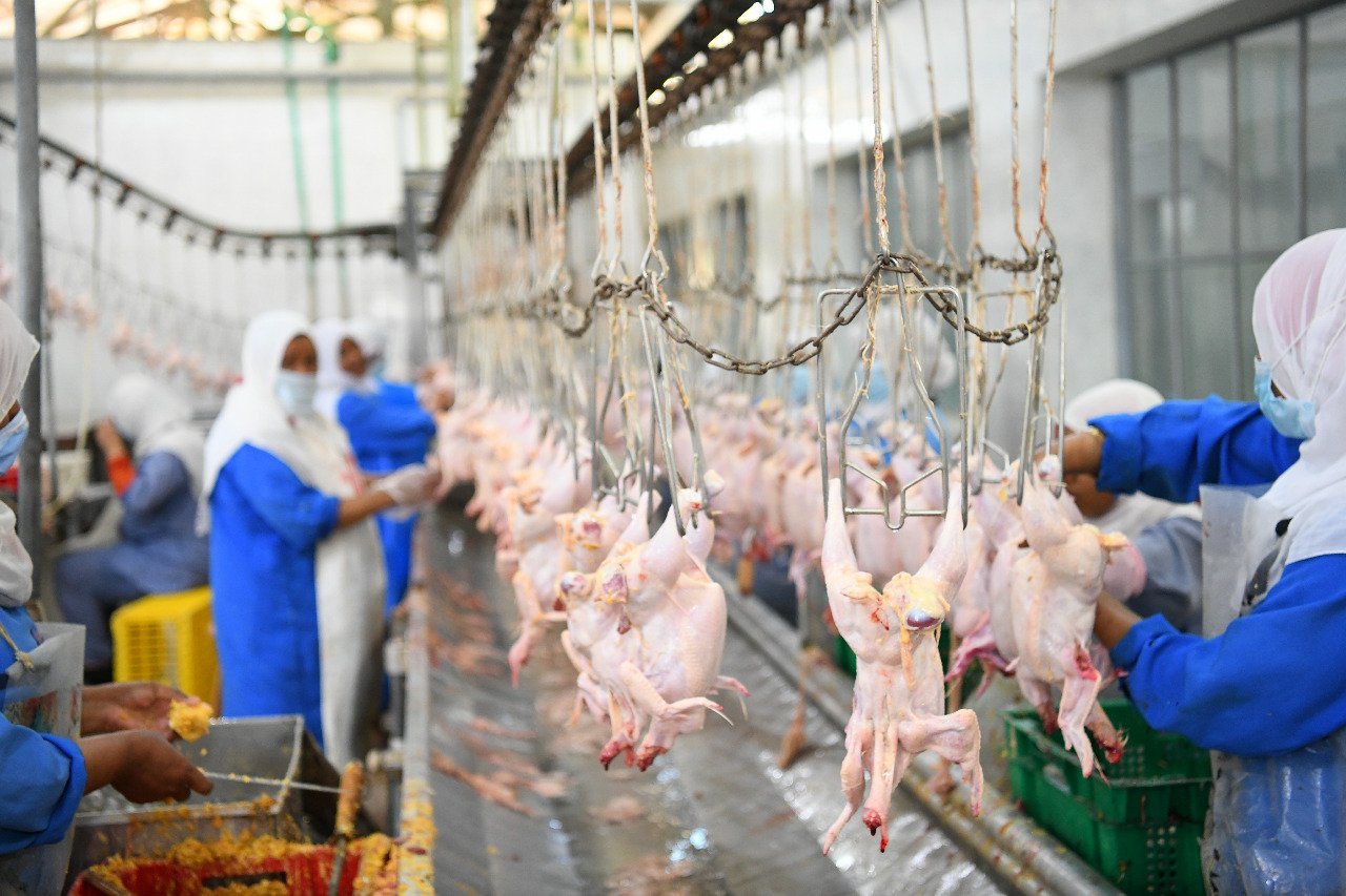 الدجاج في قنا