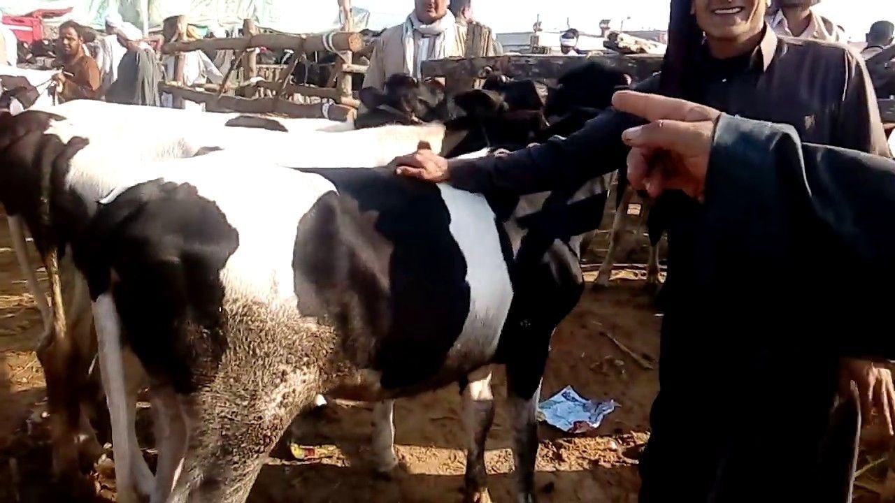 حملة تحصين المواشي