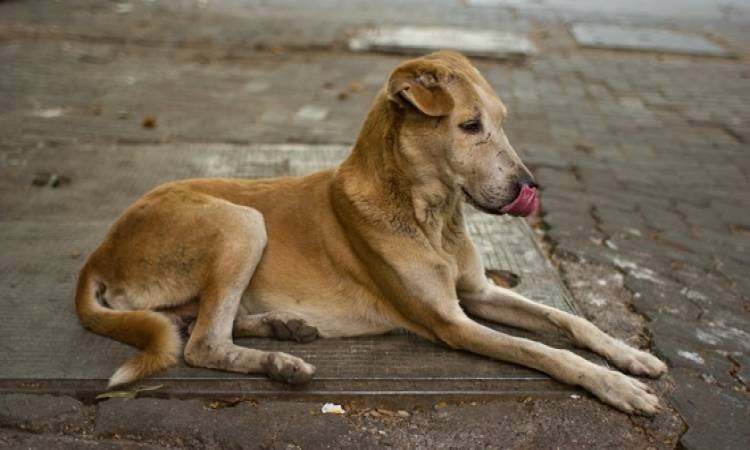 أسماء المصابين بـعضة كلب
