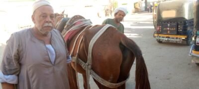 حدوة الحصان في قنا