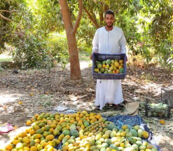 أسعار المانجو