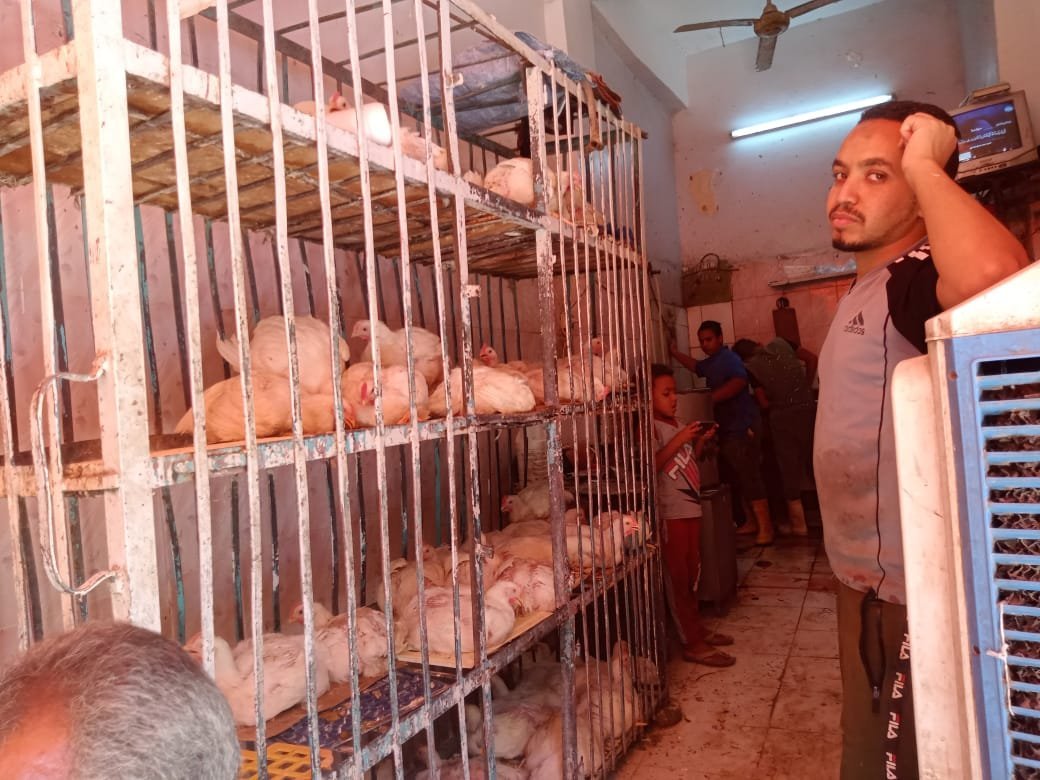 أسعار الدواجن والطيور بقنا