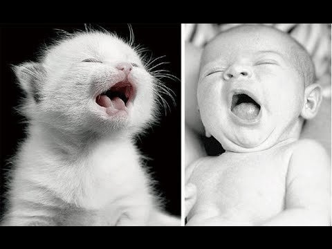 تحول التوائم إلي قطط