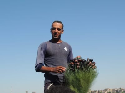 نجع حمادي تصدر الأسماك لأوروبا