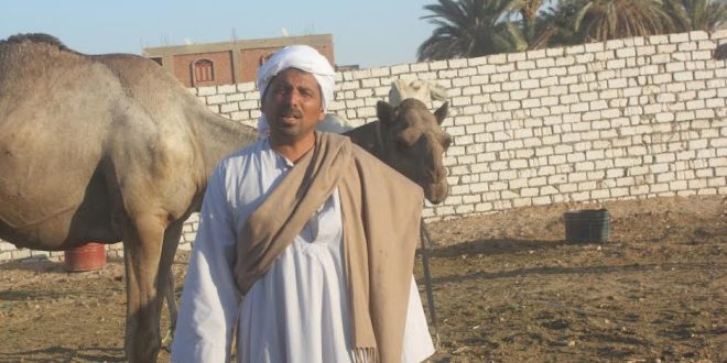 البدو في نجع حمادي
