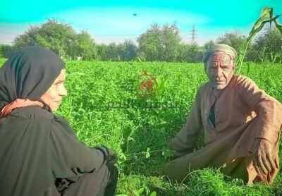 الزراعة بنجع حمادي