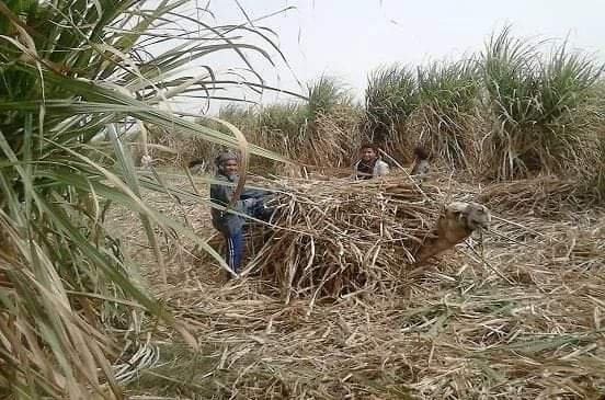 وزير التموين