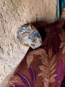 فحص رأس تمثال بقنا