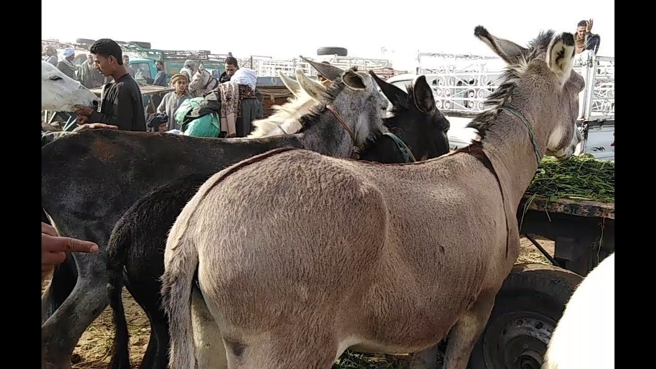 العثور على هياكل 60 حمارًا