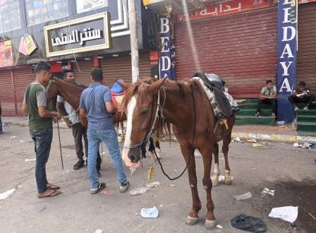 الخيول في نجع حمادي أول أيام عيد الفطر