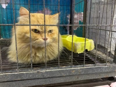 هدايا عيد الحب بنجع حمادي