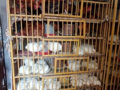 أسعار الدواجن والطيور