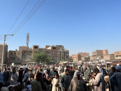 أسعار الماشية في نجع حمادي