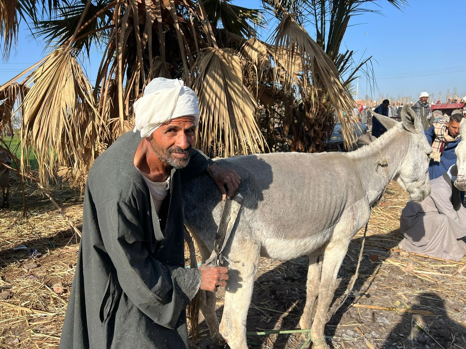 قصاص الماشية في نجع حمادي