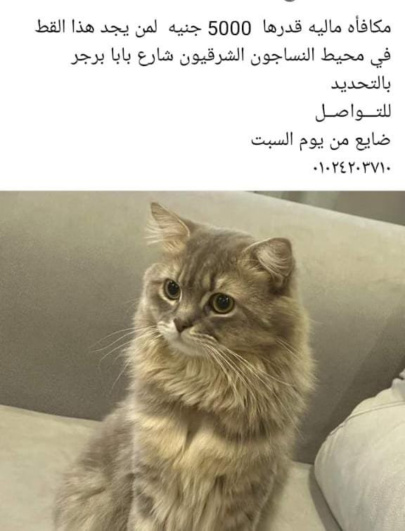 البحث عن قط في قنا