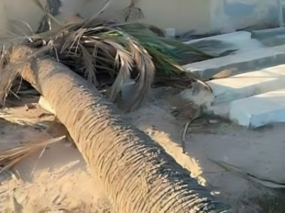 سقوط نخلة_صورة أرشيفية