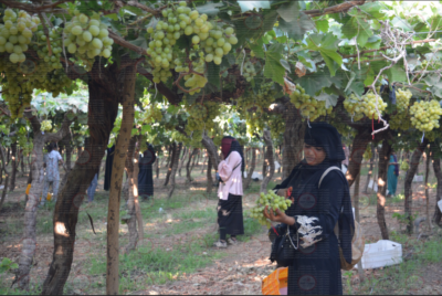 موسم حصاد العنب في مصر