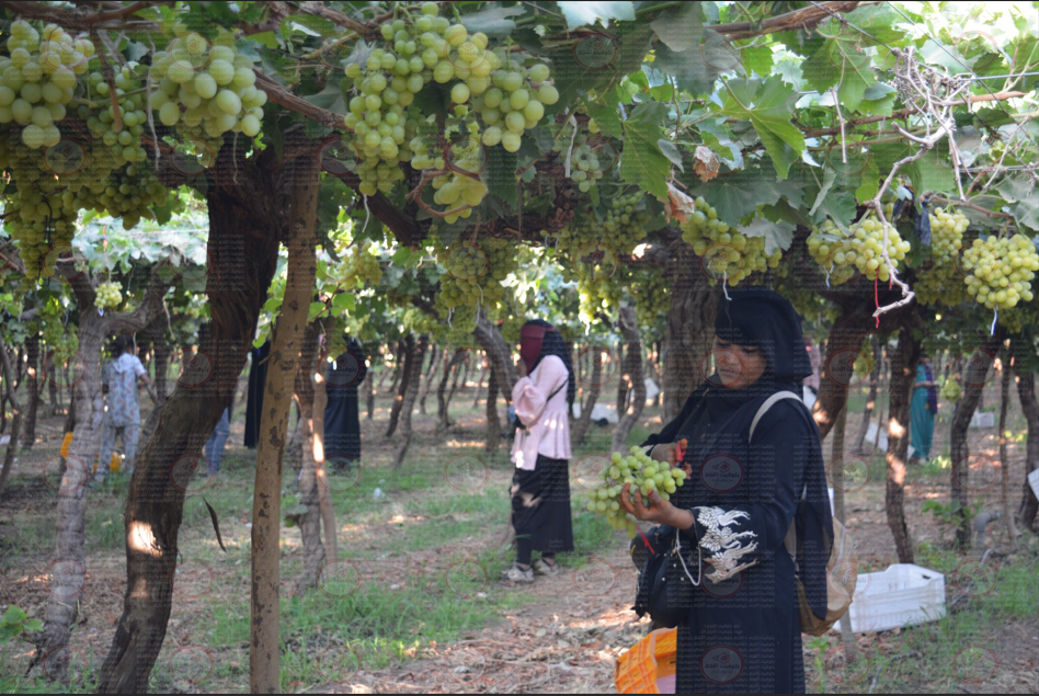 موسم حصاد العنب في مصر