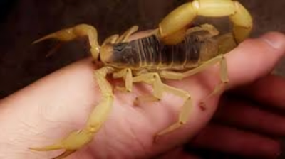 لدغة عقرب_أرشيفية