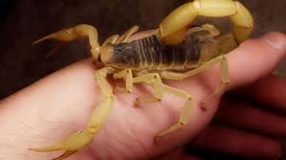 لدغة عقرب_أرشيفية