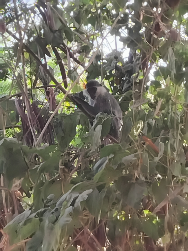ظهور شامبنزى على أحد الأشجار بقرية الديمقراط بالأقصر