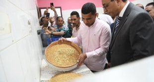 موسم توريد القمح قنا 2025