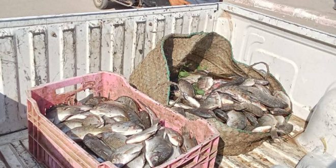 ضبط كميات من الأسماك غير الصالحة في فرشوط