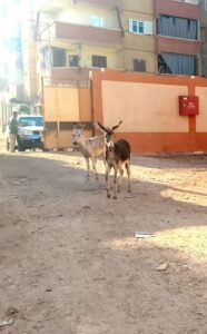 حمير داخل مدرسة بقنا
