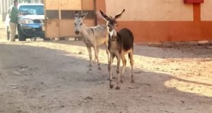 حمير داخل مدرسة بقنا
